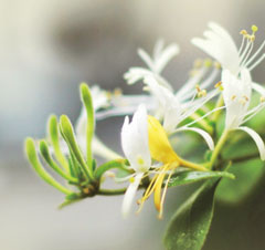 Chengdu Biopurify Phytochemicals Ltd. 